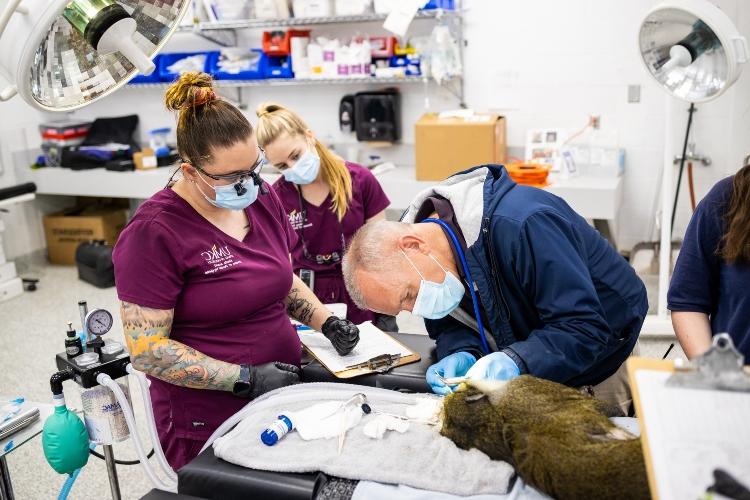 一名口腔卫生专业的学生正在清理躺在检查台上的沼泽猴的牙齿. 另一名学生和两名兽医技师看着她的工作.